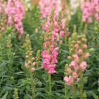 Potomac Dark Pink Snapdragon