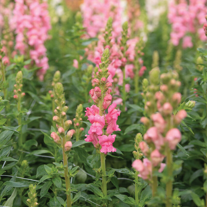 Potomac Dark Pink Snapdragon