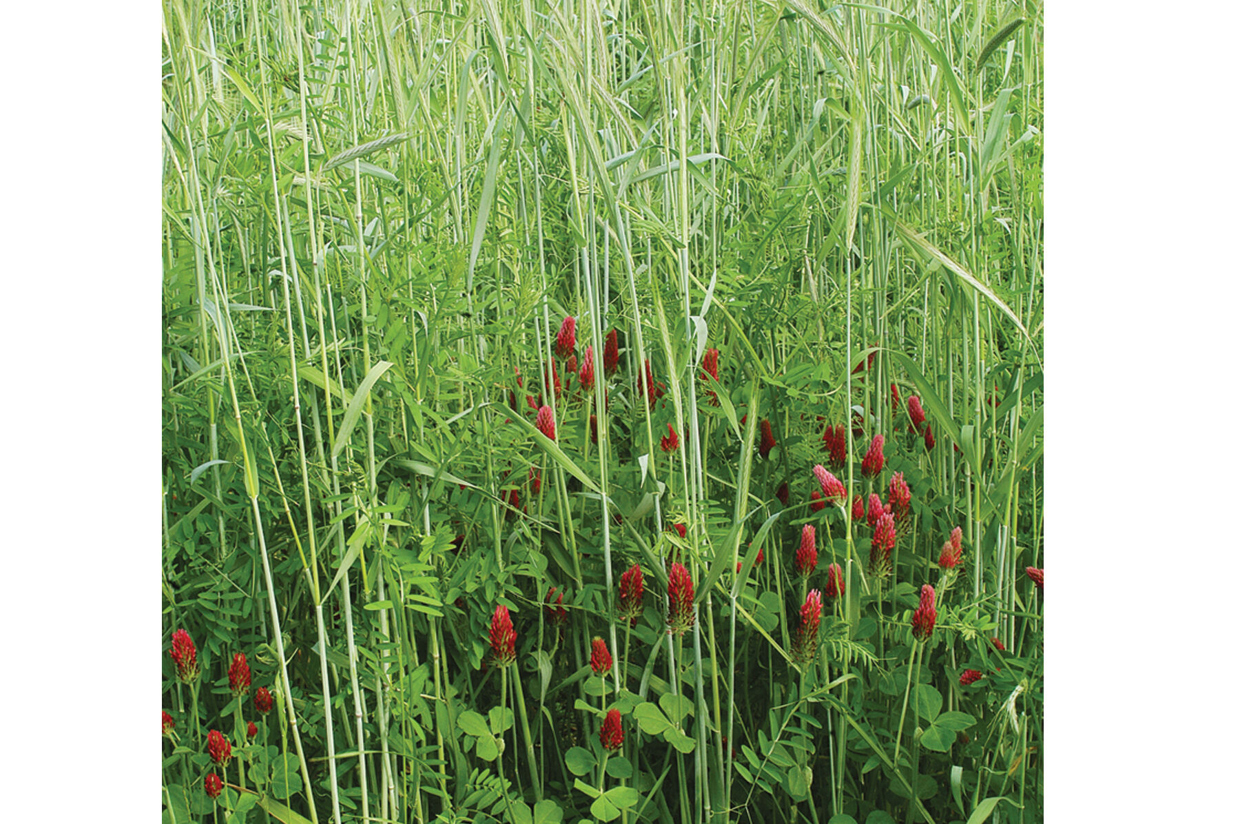 Fall Green Manure Mix Farm Seed