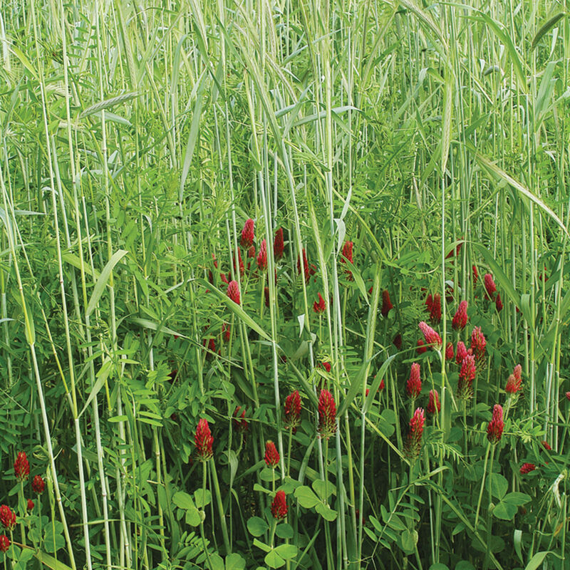 Fall Green Manure Mix Fall Green Manure