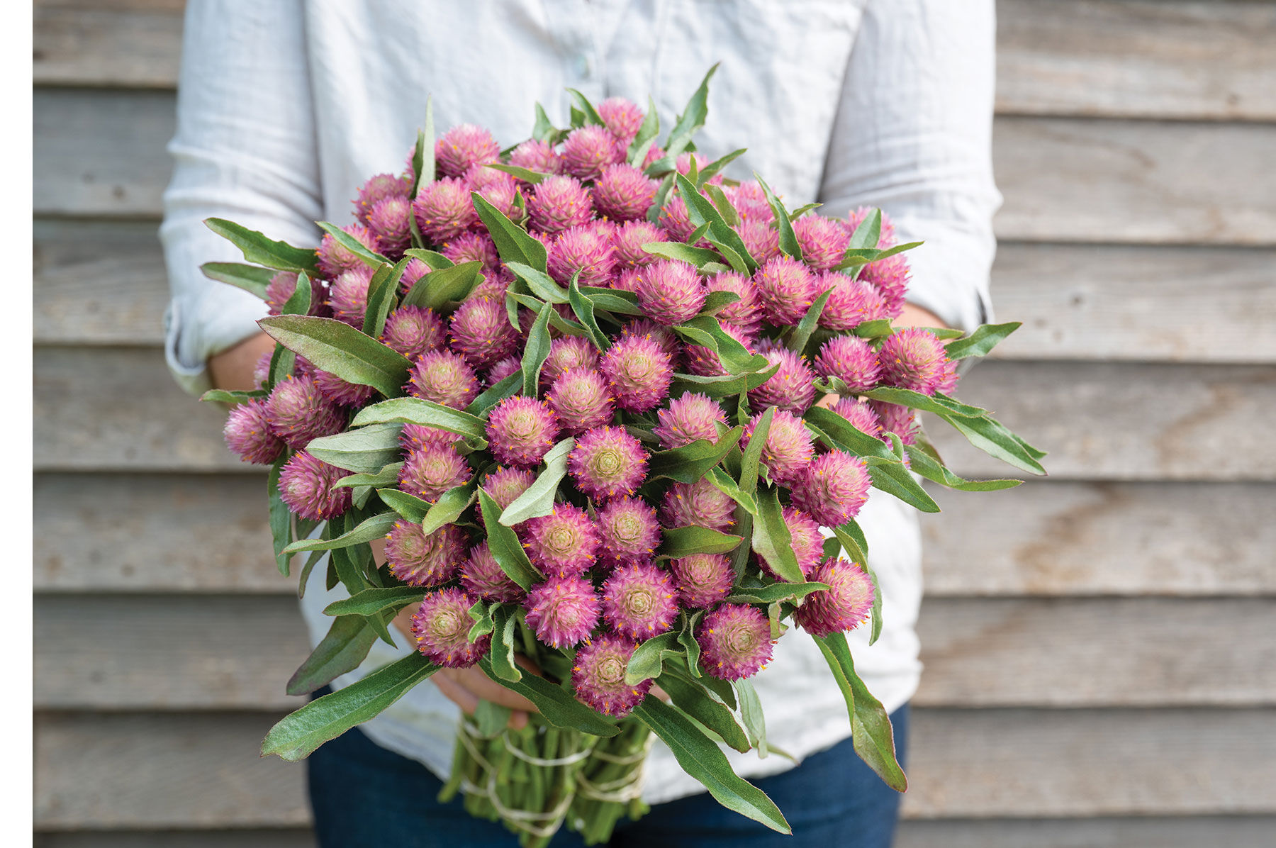 New Flower Seeds for 2026 | Johnny's Selected Seeds
