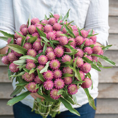 Sequin Gomphrena (Globe Amaranth)