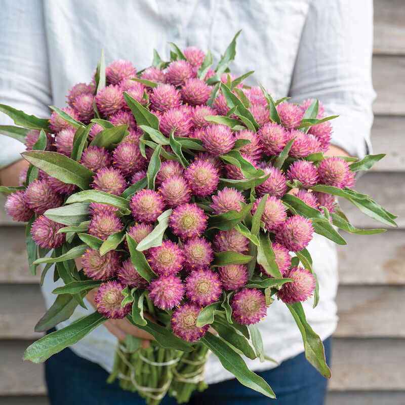 Sequin Gomphrena (Globe Amaranth)