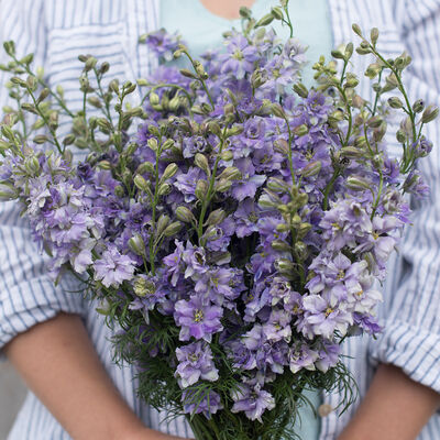 QIS™ Light Blue QIS™ Light Blue Larkspur