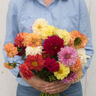 Giant Hybrid Mix Dahlia