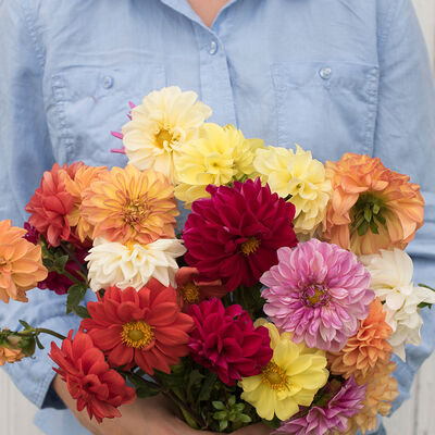 Giant Hybrid Mix Dahlia