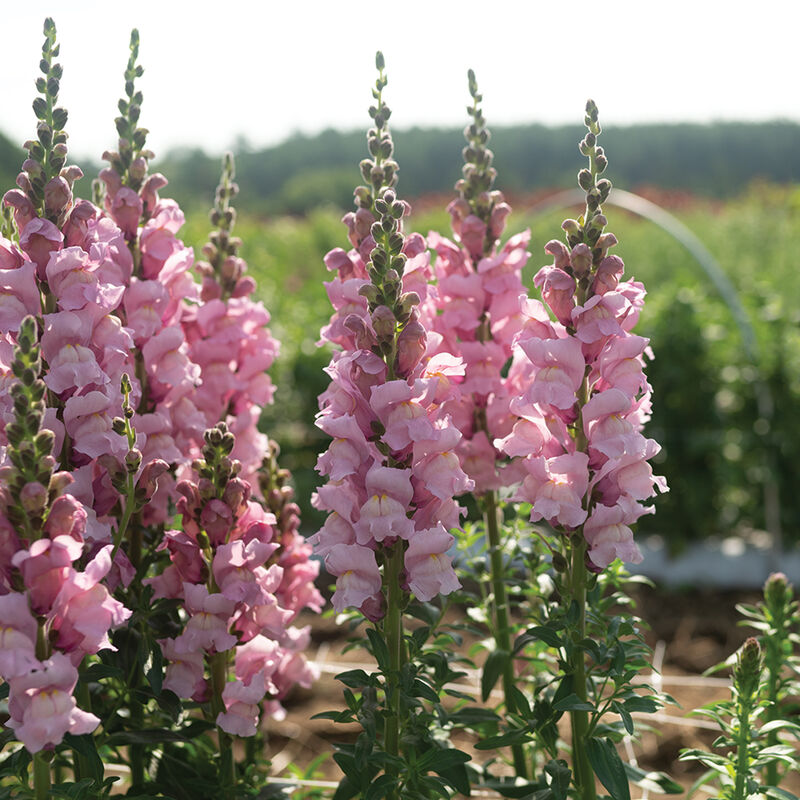 Cannes Lavender II–III Snapdragon