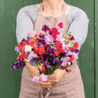Royal Mix Royal Mix Sweet Peas