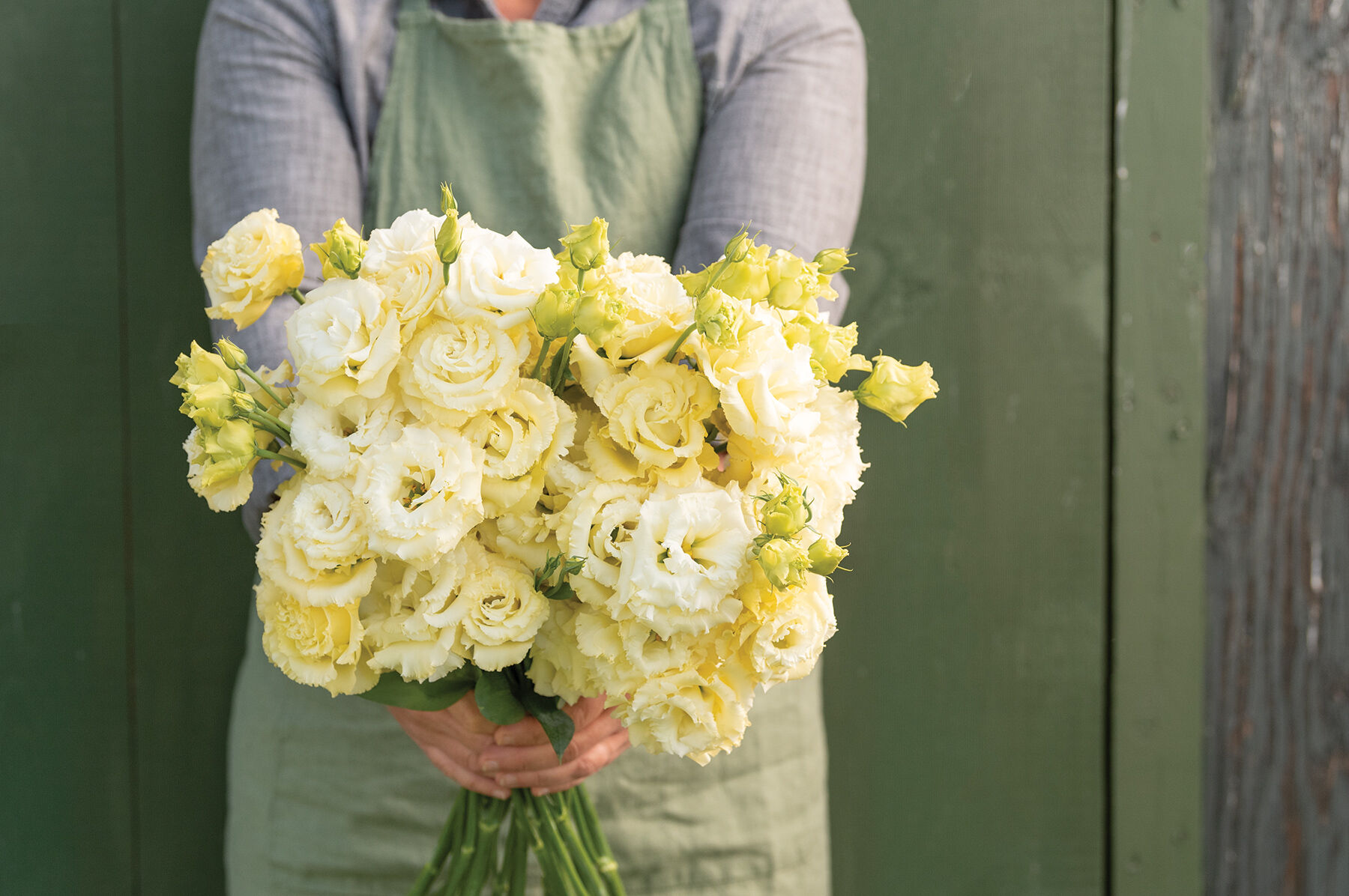 Voyage 2 Yellow II - Pelleted (F1) Lisianthus | Johnny's