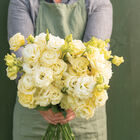 Voyage 2 Yellow II Voyage 2 Yellow II Voyage 2 Series