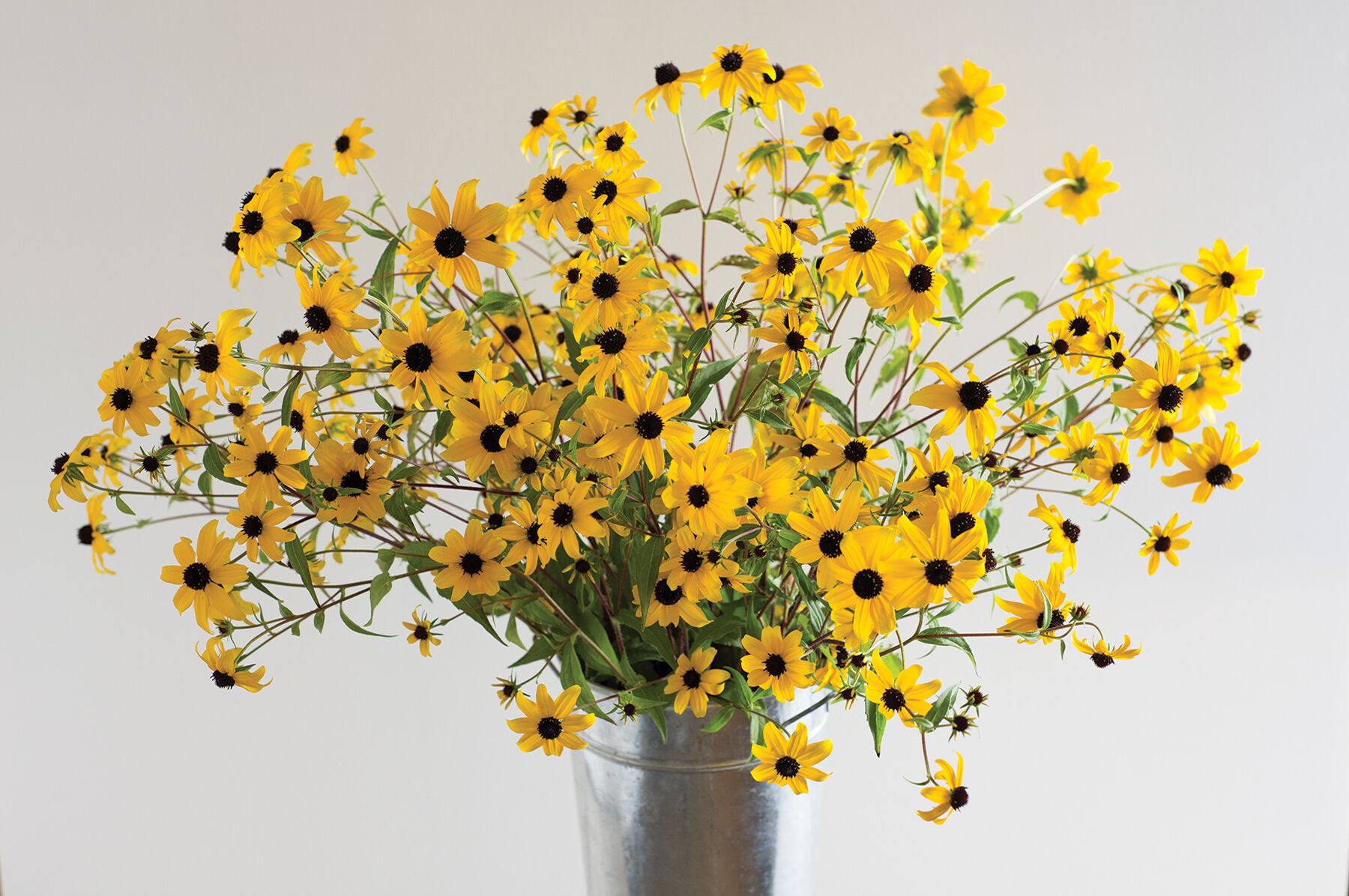 Johnny's Selected Seeds Rudbeckia triloba Flower Seed