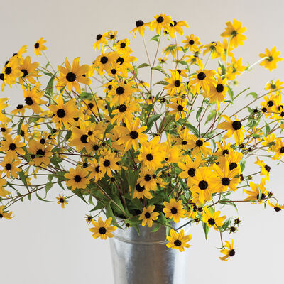 Rudbeckia triloba Rudbeckia (Black-Eyed Susan)