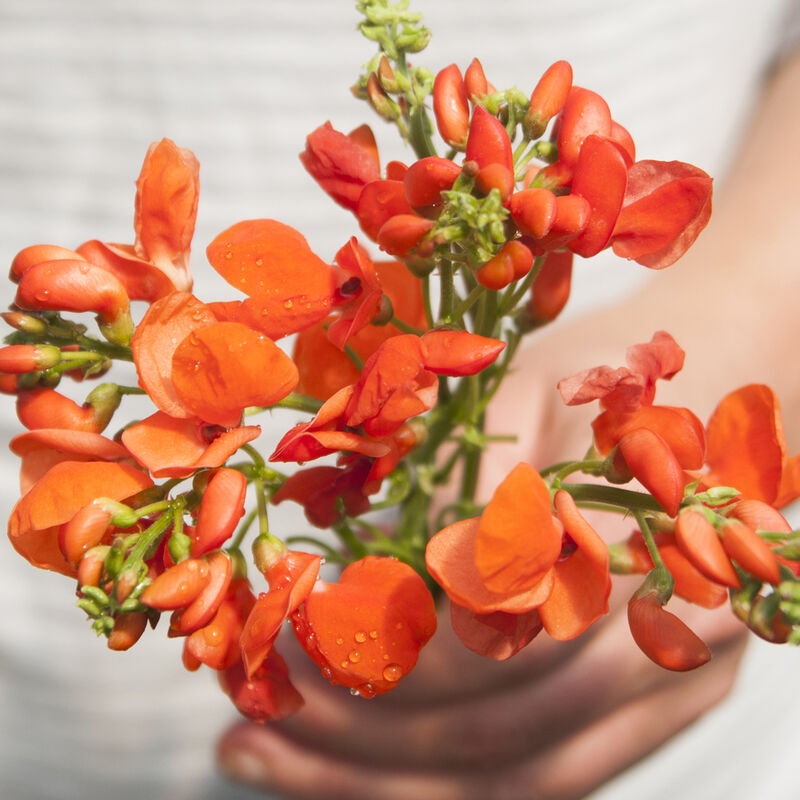 Scarlet Runner Bean Scarlet Runner Bean