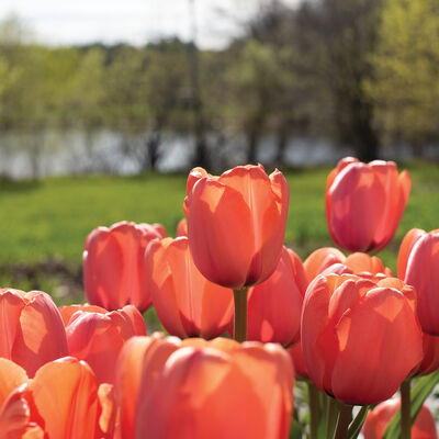 Apricot Impression Tulips