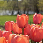 Apricot Impression Tulips