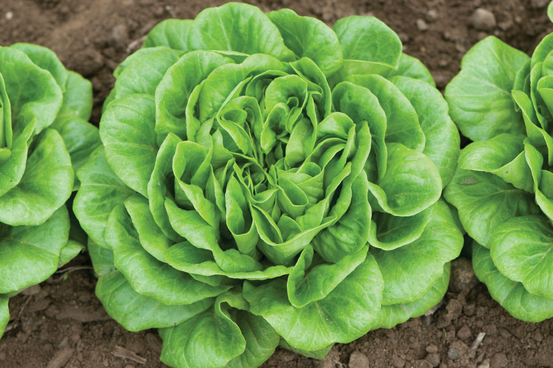 Butter lettuce outlet