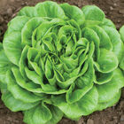 Salanova® Green Butter Salanova® Lettuce