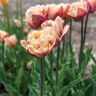 La Belle Epoque Tulips