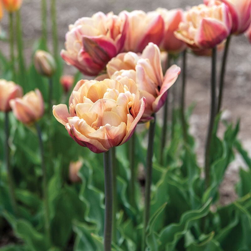 La Belle Epoque Tulips