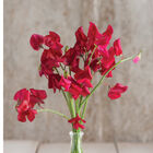 Elegance Deep Red Sweet Peas