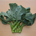 Noble Jade Asian Greens
