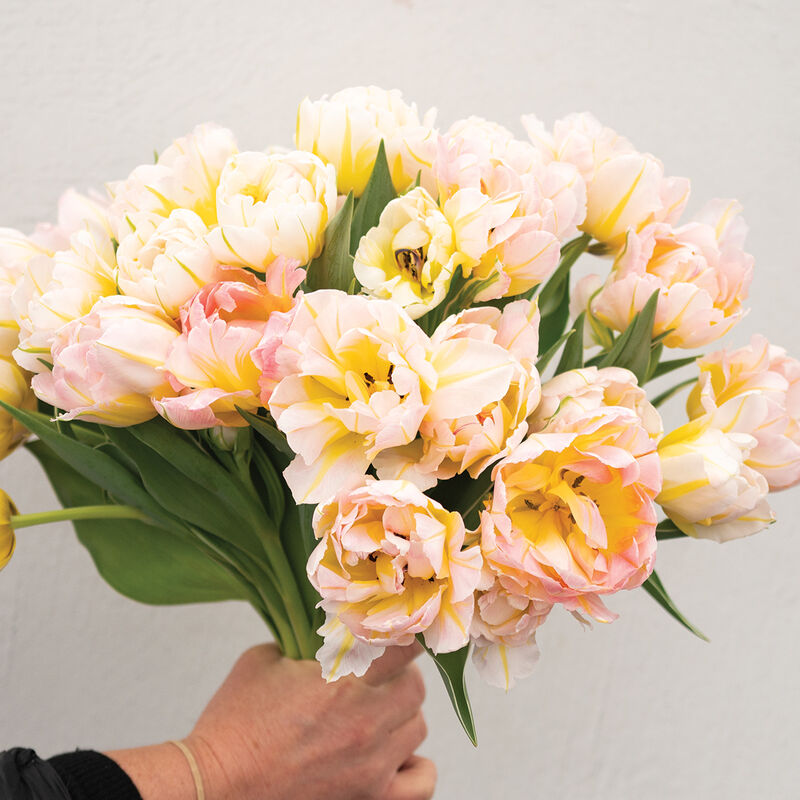 Password Tulips