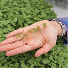 Kale, Red Russian Microgreen Vegetables
