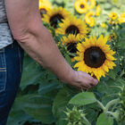 Orange Hobbit Dwarf Sunflowers