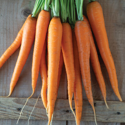 Bengala Storage Carrots