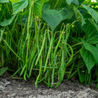 Compass Bush Beans