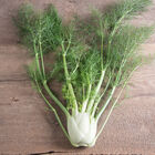 Fino Fennel