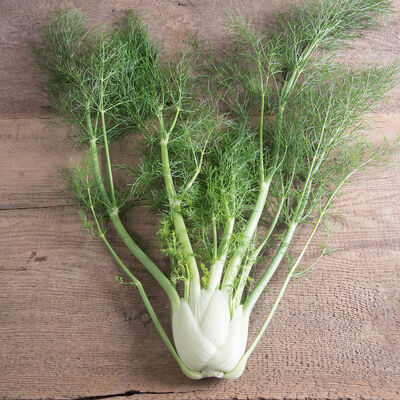 Fino Fennel