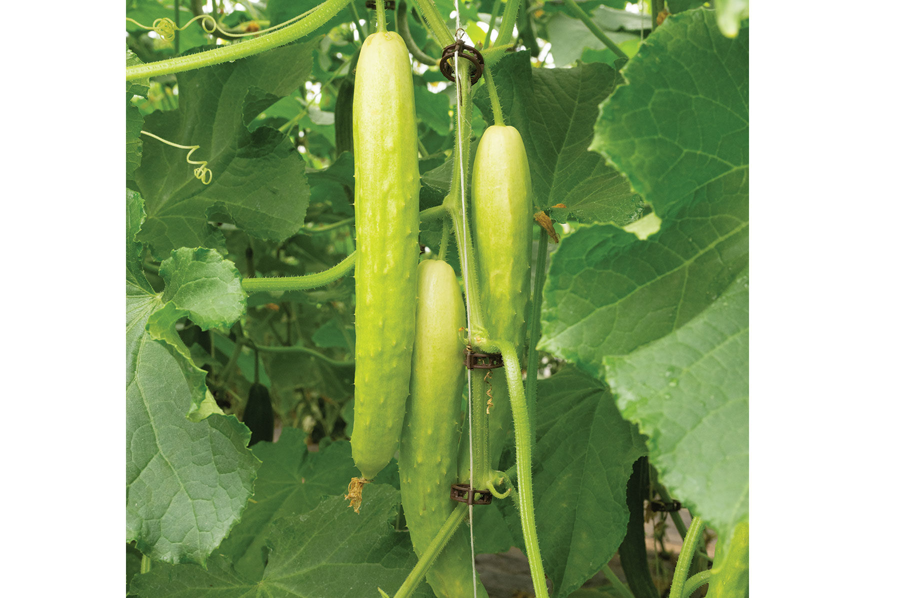 Margarita - Lime Green Cucumber Seeds | Johnny's Selected Seeds
