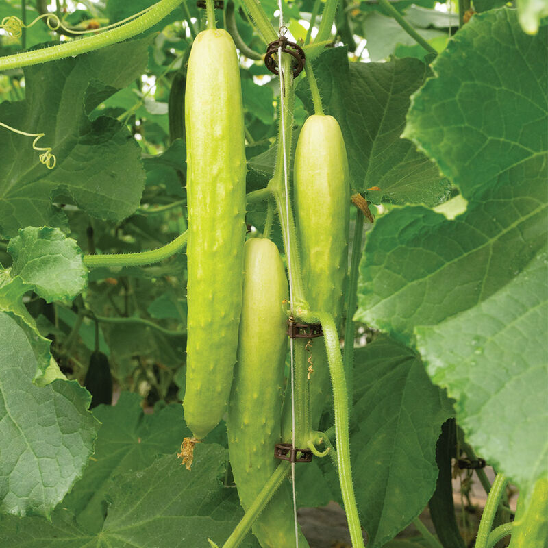 Margarita Specialty Cucumbers