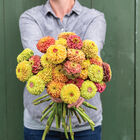 Queeny Formula Mix Zinnias