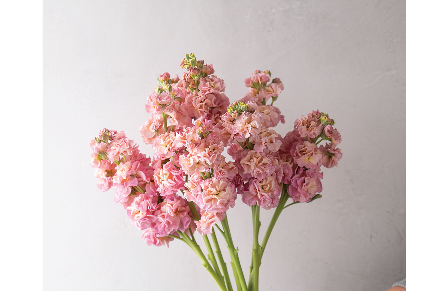 チャンページ StoX® Champagne - Stock Seed | Johnny's Selected Seeds