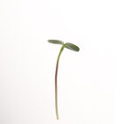 Black Oil Sunflower Black Oil Sunflower Shoots