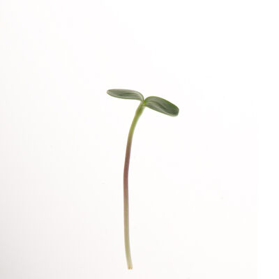 Black Oil Sunflower Black Oil Sunflower Shoots