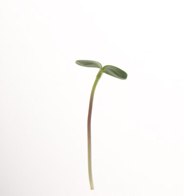 Black Oil Sunflower Black Oil Sunflower Shoots