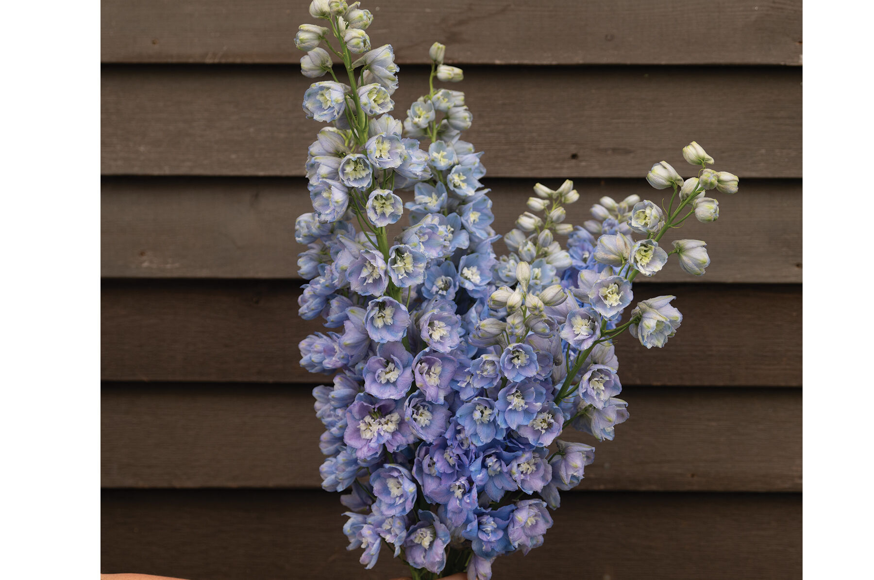 Guardian Lavender - (F1) Delphinium Seed | Johnny's Selected Seeds