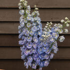 Guardian Lavender Delphinium