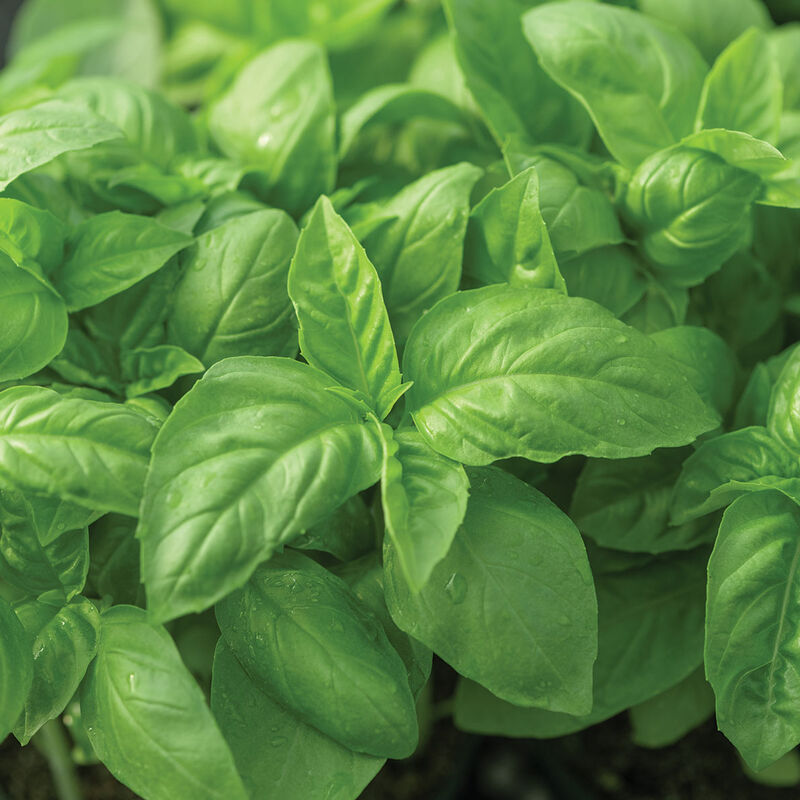 Prospera® Italian Large Leaf DMR (ILL2) Italian Large Leaf Basil