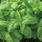 Prospera® Italian Large Leaf DMR (ILL2) Italian Large Leaf Basil