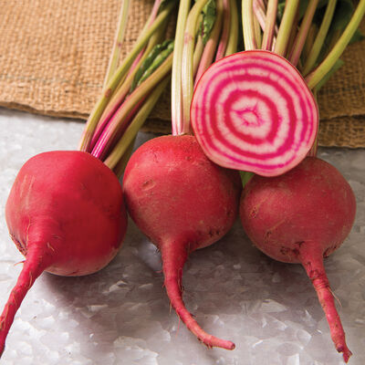 Chioggia Guardsmark Specialty Beets