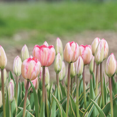 Design Impression Tulips