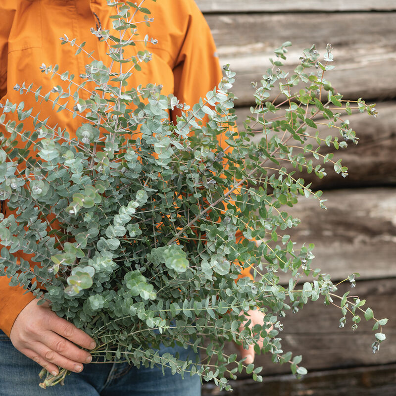 Book-Leaf Mallee Eucalyptus