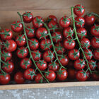 Edox Cherry Tomatoes
