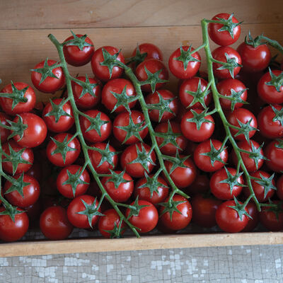Edox Cherry Tomatoes