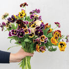 Rococo Frilled Mix Viola (Pansy)