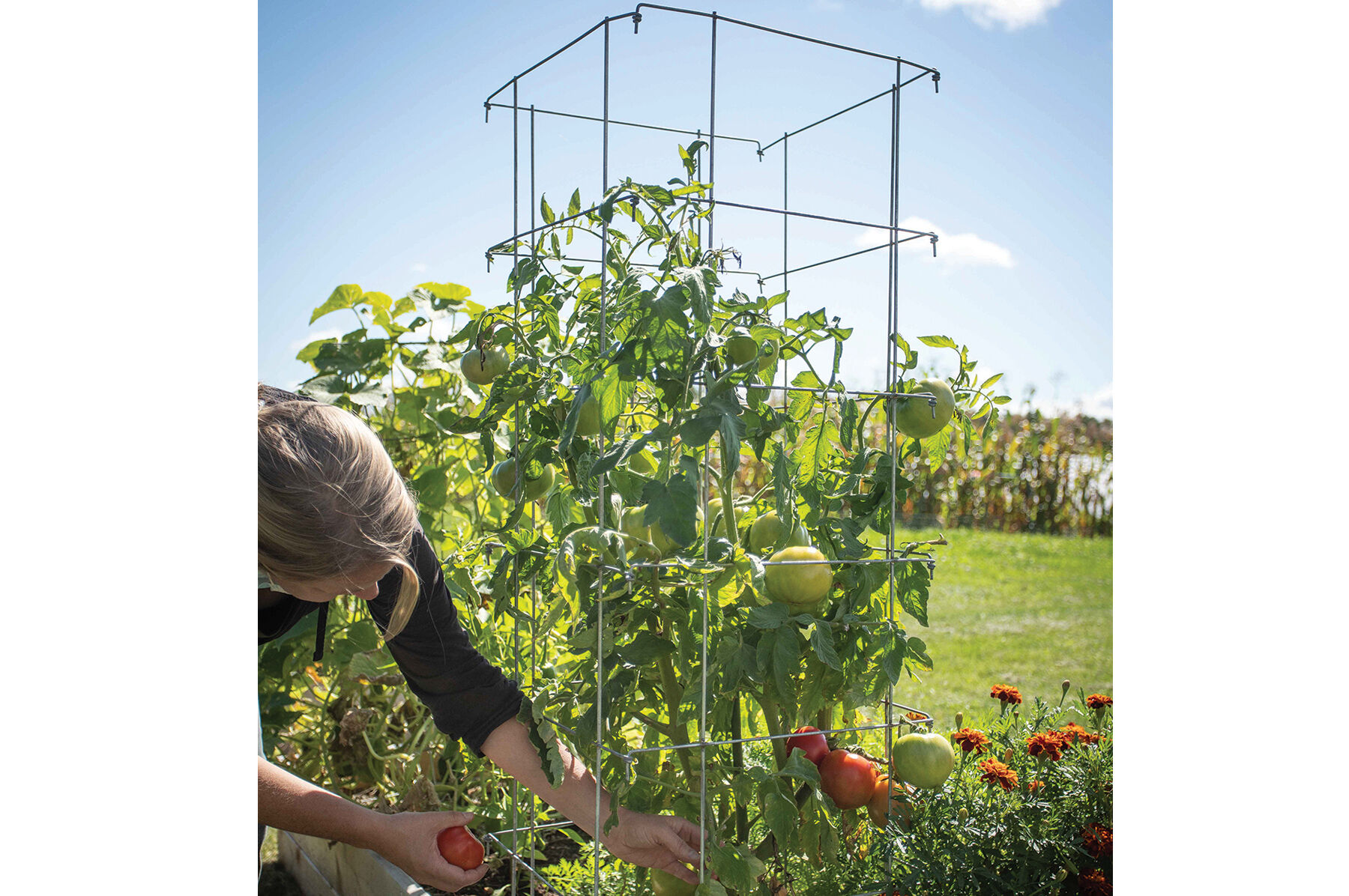 Tomato Cages – 48